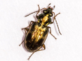 Bembidion varium